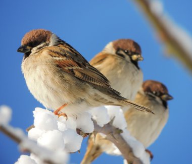 Serçesi (Passer montanus)