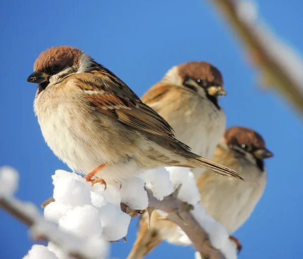 Sperling (Passer montanus)) — Stockfoto