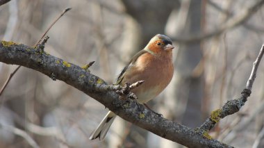 Bir dal üzerinde oturan finch (Fringilla coelebs)