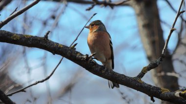 Bir dal üzerinde oturan finch (Fringilla coelebs)