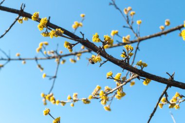 Arılar tarafından tozlaşma kızılcık bahar
