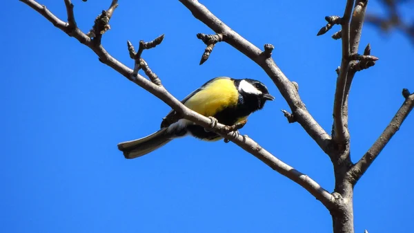 Velké titmouse, sedící na větvi — Stock fotografie