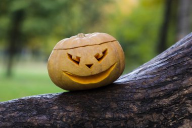 Jack O Lantern bir ağaç gövdesi üzerinde