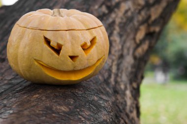 Jack O Lantern bir ağaç gövdesi üzerinde