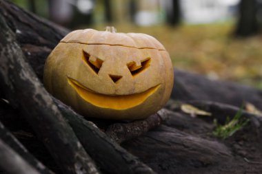 Jack O Lantern ağacının kökünü yakınındaki