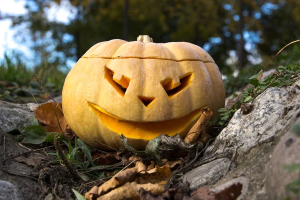 Jack O Lantern düşmüş yaprakları