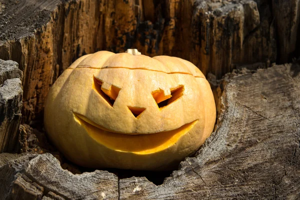 Jack O Lantern iin bir ağaç çukuru