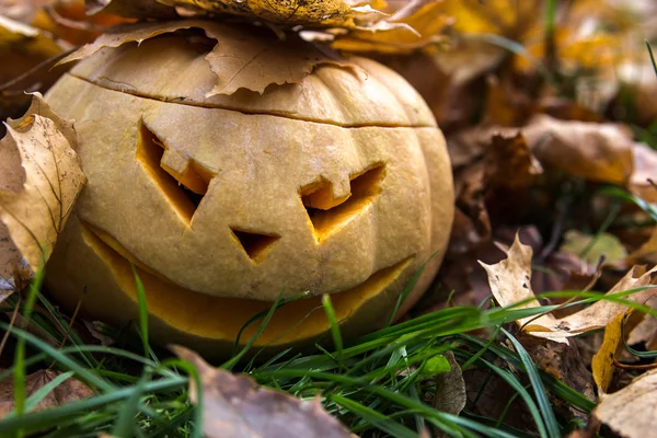 Jack O Lantern düşmüş yaprakları