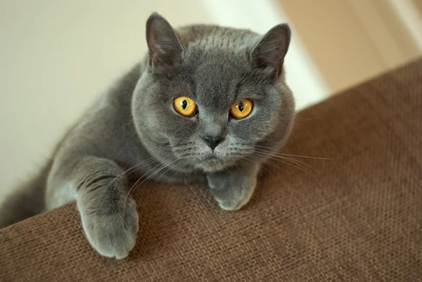 Kahverengi kumaş üzerinde İngiliz kedi