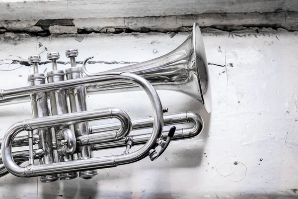 The  pocket  trumpet — Stock Photo, Image