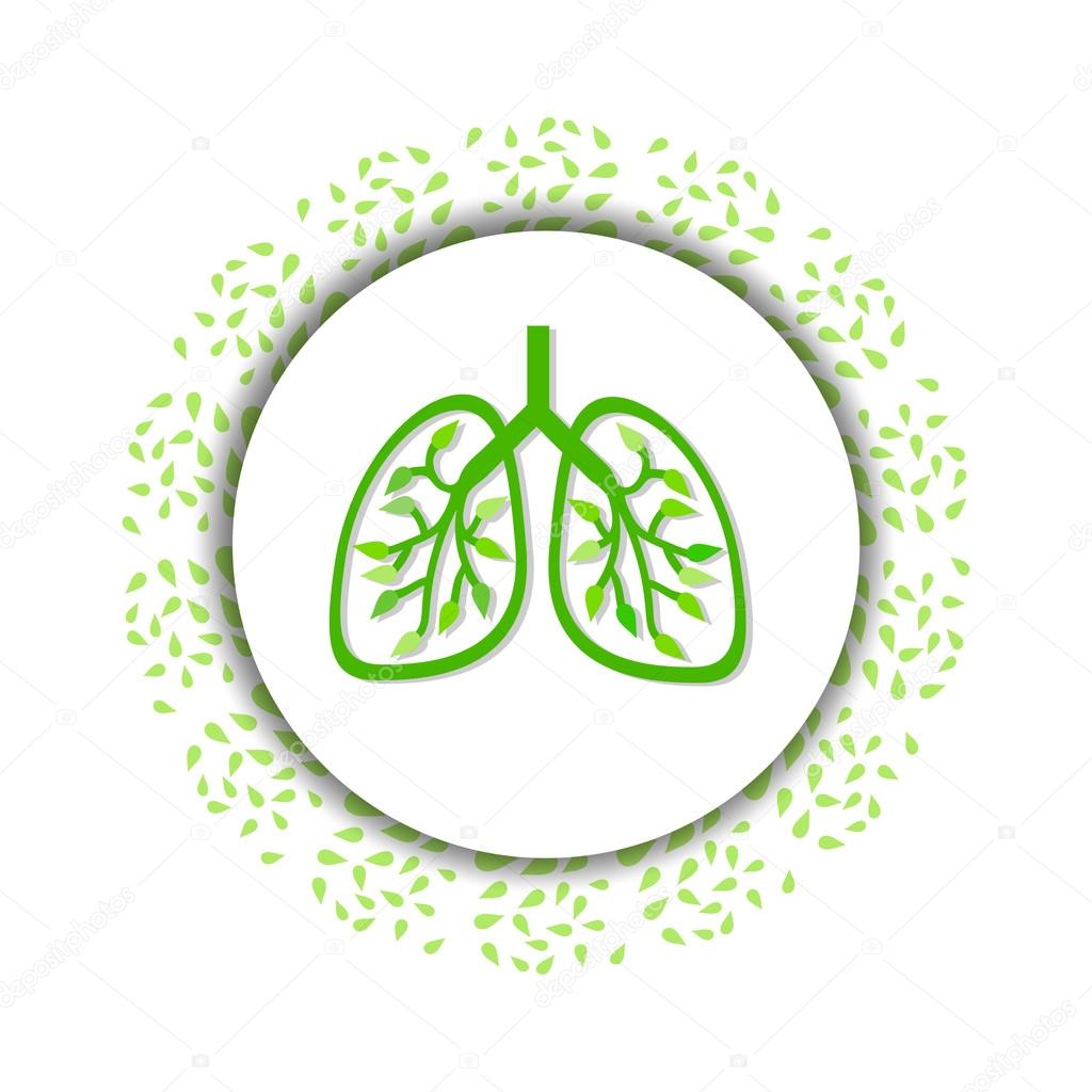 Lungs, on white background