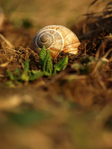 Snail shell in the clay for grass — Stock Photo, Image