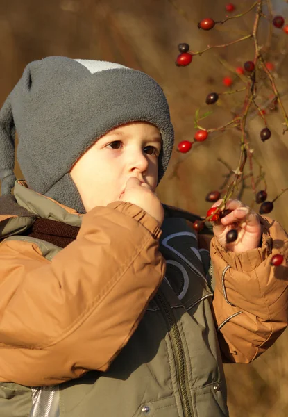 Little boy eating rosehip — Stock Photo, Image