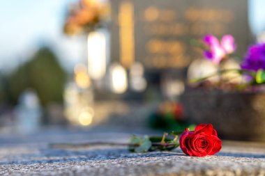Gün batımında mezarlıktaki bir anıtta duran kırmızı gül. Merhumun anıları. Aşkın ifadesi