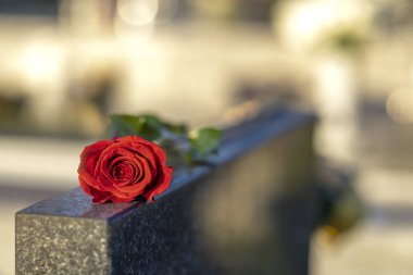 Gün batımında mezarlıktaki bir anıtta duran kırmızı gül. Merhumun anıları. Aşkın ifadesi