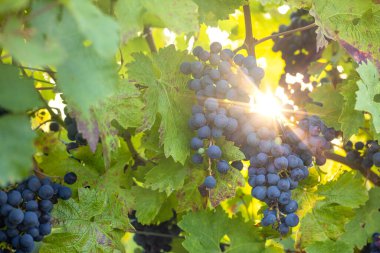 Vineonal gıda konseptinde mavi üzüm. Sonbahar hasadında gün batımında üzüm bağları. Sonbaharda olgun üzümler. Üzüm hasadı. Şafakta yapraklı bir üzüm bağında mavi üzümler .