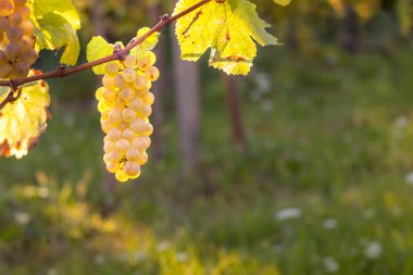 Vineonal gıda konseptinde sarı üzümler. Sonbahar hasadında gün batımında üzüm bağları. Sonbaharda olgun üzümler. Üzüm hasadı. Şafakta yapraklı bir üzüm bağında sarı üzümler .