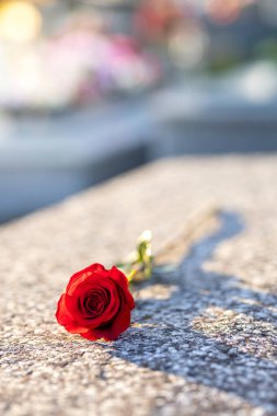 Gün batımında mezarlıktaki bir anıtta duran kırmızı gül. Merhumun anıları. Aşkın ifadesi