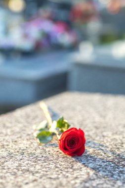 Gün batımında mezarlıktaki bir anıtta duran kırmızı gül. Merhumun anıları. Aşkın ifadesi