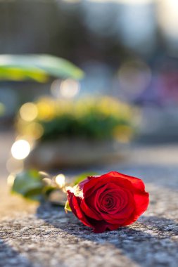 Gün batımında mezarlıktaki bir anıtta duran kırmızı gül. Merhumun anıları. Aşkın ifadesi