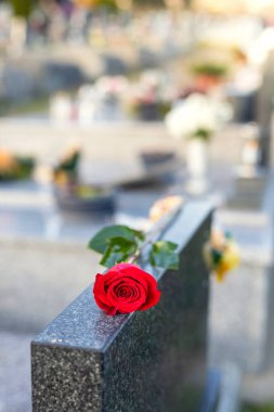 Gün batımında mezarlıktaki bir anıtta duran kırmızı gül. Merhumun anıları. Aşkın ifadesi