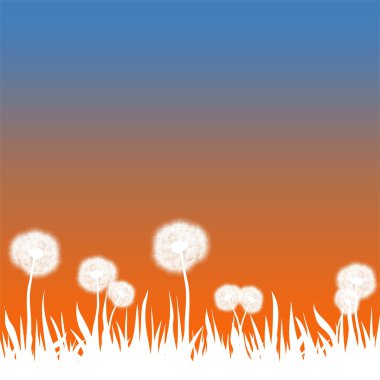 Soluk çim ve turuncu ve mavi gökyüzü ile beyaz dandelions, Bahar yatay