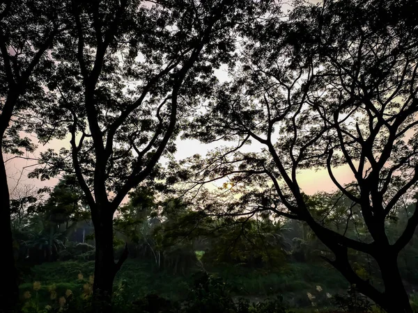 在印度北部 从一棵大树树枝的缝隙中可以看到日落 — 图库照片