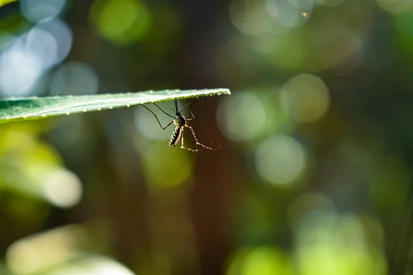 Mosquito Macro Shot Day Time Bush — Stock Photo, Image
