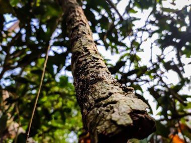 Sabah güneş ışığı bu ağaçların üzerine düştüğünde küçük, kuru, çatlak bir dalın yakın plan çekimi..