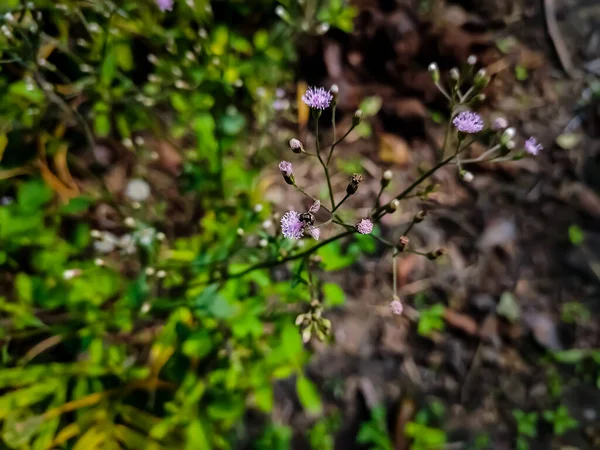 Una Abeja Pequeña Comiendo Miel Una Pequeña Flor Púrpura Mañana — Foto de Stock