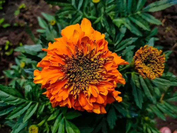 Tagetes Género Plantas Herbáceas Perteneciente Familia Asteraceae Fue Descrito Como — Foto de Stock