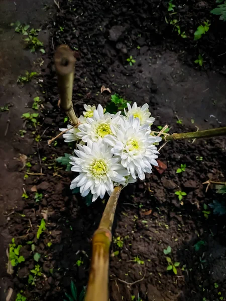 Crisântemos Vezes Chamados Crisântemos São Plantas Com Flor Gênero Chrysanthemum — Fotografia de Stock