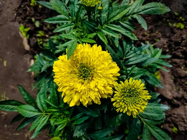 Tagetes Género Plantas Herbáceas Perteneciente Familia Asteraceae Fue Descrito Como —  Fotos de Stock