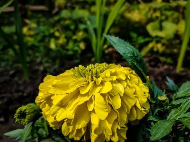 Tagetes, ayçiçeği (Asteraceae) familyasından yıllık veya daimi bir bitki cinsidir. Carl Linnaeus tarafından 1753 yılında bir cins olarak tanımlanmıştır..