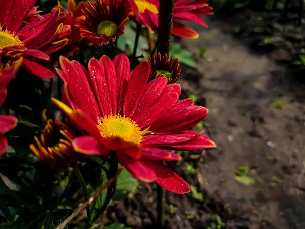 Krizantém Más Néven Anya Vagy Krizantém Asteraceae Családba Tartozó Chrysanthemum — Stock Fotó