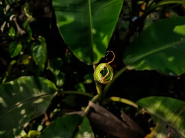 Este Rolo Nova Folha Benana Close Macro Tiro Pela Manhã — Fotografia de Stock