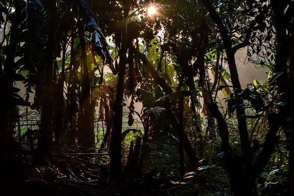 Het Licht Van Ochtendzon Valt Grond Door Spleten Takken Van — Stockfoto