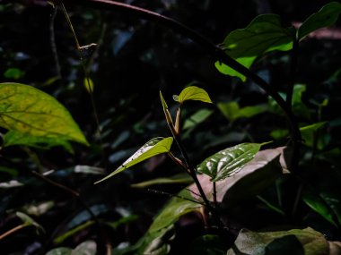 Bu sabah güneş ışığı bu yaprağı aydınlattığında çekilen büyüyen betel bitkisi..