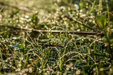 Sabah çiy damlası sabah vakti küçük yeşil çimen yaprağının üzerine düşer..