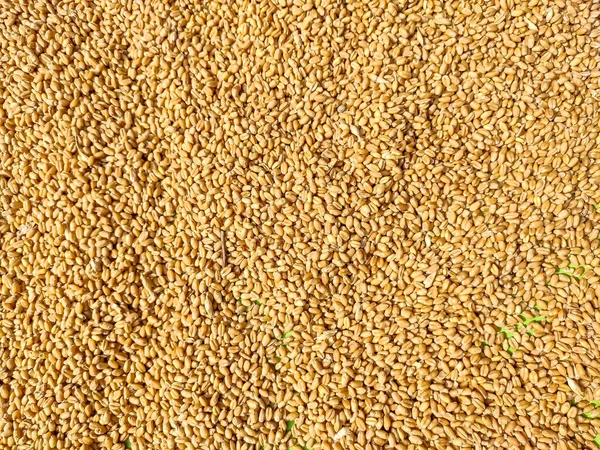 コムギは その種のために広く栽培されている草で 世界的に主食とされている穀物です 多くの種類の小麦がトリチウム属を構成しており 最も広く栽培されているのは一般的な小麦である — ストック写真