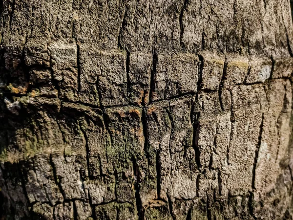 Dies Ist Die Rinde Der Kokospalmen Aus Nächster Nähe Wenn — Stockfoto