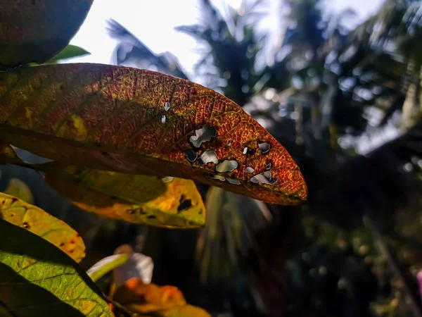 Esta Cor Antiga Folhas Goiaba Cheia Close Tiro Durante Dia — Fotografia de Stock