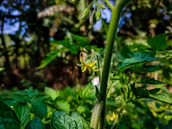 トマト植物は 開花植物や被子植物として知られる植物群に属します トマトの植物は性的に再現するので 種子を生産するには女性と男性の両方の器官が必要です — ストック写真