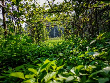 Bu, Hindistan 'daki sarmaşık kabağı yetiştirme firmasının sabah manzarası..