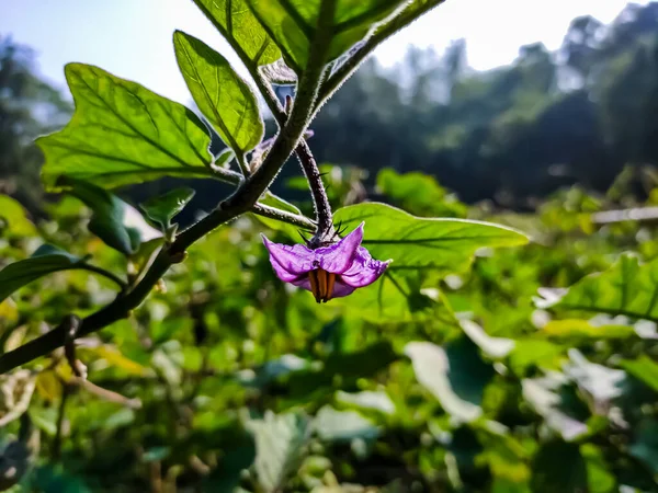 Egy Kis Színes Padlizsán Virág Alacsony Szögben Lövés Reggel — Stock Fotó