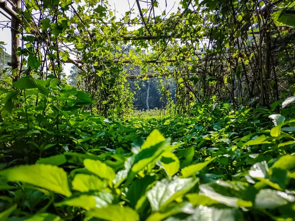 これは インドの朝のツタのヒョウタン栽培会社の風景です — ストック写真