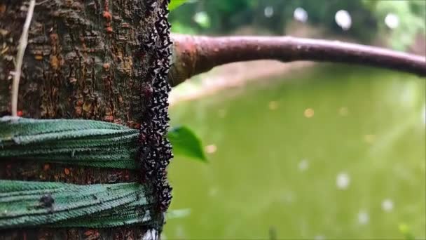 Las Termitas Son Insectos Eusociales Que Clasifican Rango Taxonómico Del — Vídeo de stock