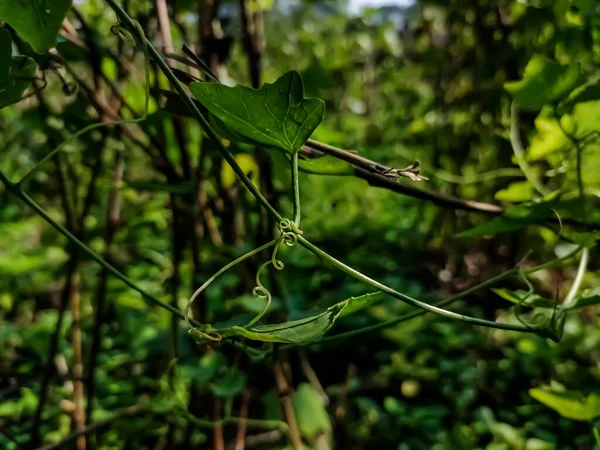 Este Tendril Tendril Caule Especializado Folhas Pecíolo Com Uma Forma — Fotografia de Stock