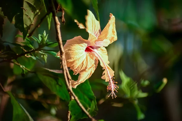 Hibiscus Rosa Sinensis Umgangssprachlich Als Chinesischer Hibiskus Bekannt Ist Eine — Stockfoto
