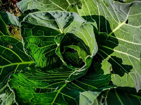 Cabbage is a leafy green, red, or white biennial plant grown as an annual vegetable crop for its dense-leaved heads.